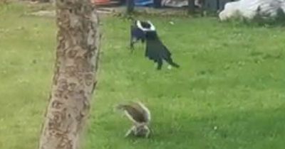 City invaded by vicious MAGPIES attacking cats and local wildlife like rats and squirrels