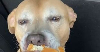 Dying dog spent last day with heartbroken family and went on trip to McDonald's