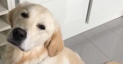 Golden Retriever dies after eating 'toxic waste' dumped behind Scots church