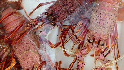 WA crayfish are about to turn in unison and head for deeper waters on 'whites run'