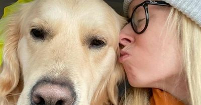 Family 'ripped apart' after golden retriever dies from eating poison left by path