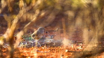 Western grasswren returns to Dirk Hartog Island for first time in a century