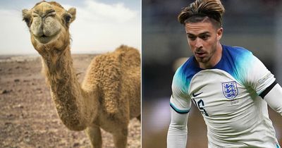 Jack Grealish "scared" after climbing on a camel in Qatar at World Cup