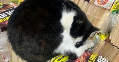 Asda store now home to five cats - after they strolled in and made themselves comfortable