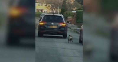 Cruel owner 'laughs' as he forces French bulldog to run behind car for 'exercise'