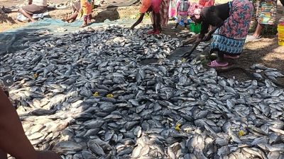 ‘Thousands of livelihoods destroyed’ after masses of fish die in Kenya's Lake Victoria