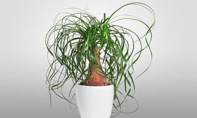 Houseplant of the week: Ponytail palm