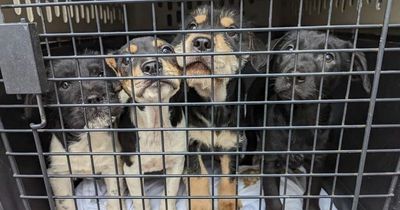 Dog breeder dumps four adorable puppies over garden wall