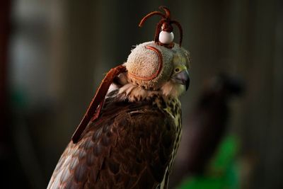 Falcon tradition inspires passion in World Cup host Qatar