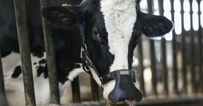 Man seriously injured after being trampled by 'dangerously out of control cow'