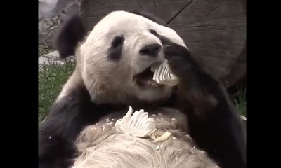 Giant panda sprawled on back eating is a perfect weekend meme