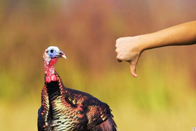 Turkey may not be on the menu this year