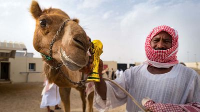 The World Cup Is Here, but Qatar Has an Older Pastime: Camel Racing