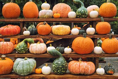 What makes gourd DNA so malleable