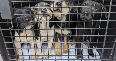 Dog breeder dumps four adorable pups over wall after being 'unable to sell them'