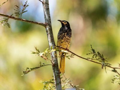 Release of rare honeyeaters in NSW