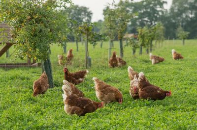 Supermarkets refusal to pay 'fair' price for eggs will result in shortages