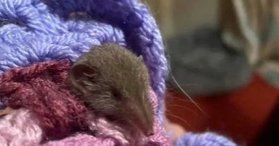 Clanger-like shrew found in Sunderland is first ever seen in UK