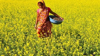 India weighs whether to approve first genetically modifed food crops