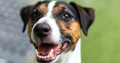 Hotdog-loving hound has just five weeks to find a home for Christmas