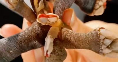 Sea creature looks like 'alien' with extruding tentacles and even 'tastes like mussels'