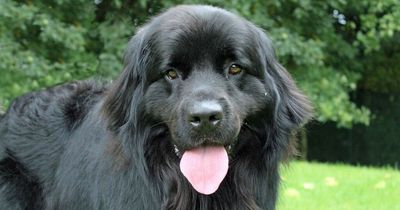 Ten beautiful dogs for adoption across Merseyside
