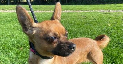 Road sweeper discovers terrified chihuahua abandoned in cat carrier amidst bags of rubbish