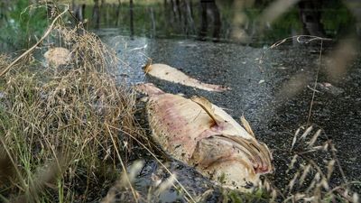 Native fish suffocating as parts of Murray-Darling Basin turn toxic from unprecedented floodwaters