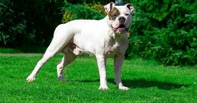 American Bulldog cross bites delivery driver carrying 'appetising smelling food'