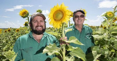 Sunflowers on the Plains: rain holds off planting ahead of sunflower season in January