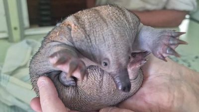 Baby echidna saved from floodwaters in Menindee, outback NSW