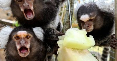 Three monkeys found being kept as pets in 'tiny parrot cage' by Scots animal charity