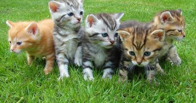 Cat-owners' anger at change in law that will only protect dogs