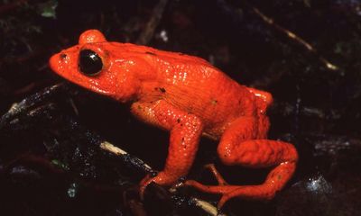 ‘The ghost that haunts Monteverde’: how the climate crisis killed the golden toad