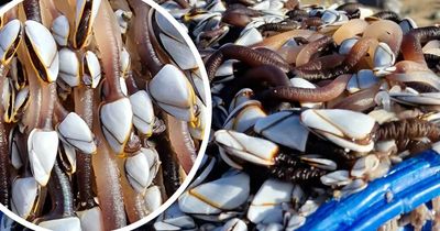 More incredible sea creatures worth thousands wash up on Welsh beaches