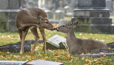 Bucktown: Deer herd finds urban refuge at Rosehill Cemetery