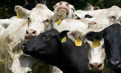 McDonald’s and Walmart beef suppliers criticised for ‘reckless’ antibiotics use