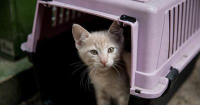 Pet owners angry over law change that protects dogs but excludes cats