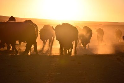 Bison spread as Native American tribes reclaim stewardship