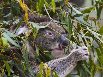 Habitat destruction lacks oversight in Qld