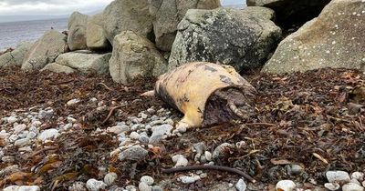Unknown 'pig-like' sea creature's body washes up on beach leaving locals perplexed