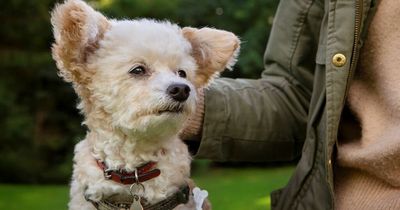 Dogs given to pet fosters so owners can flee domestic abuse doubles in Scotland