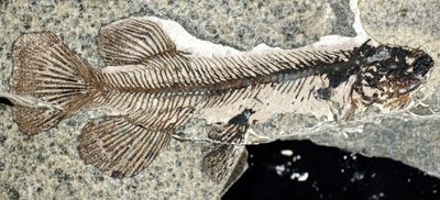 NZ's prehistoric past at risk of crumbling away