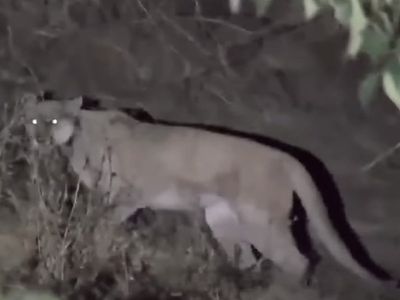 CCTV footage shows mountain lion butchering pet Chihuahua