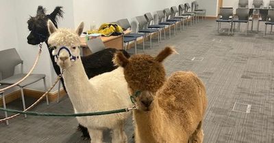 Three alpacas and miniature Shetland pony appear in Scots court