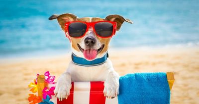TikTok mum reveals clever carry-on luggage she uses to take dog on flights