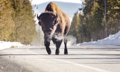 Yellowstone bison warning issued ‘Fresh Prince’-style