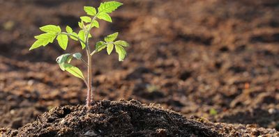 What planting tomatoes shows us about climate change