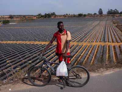 In the strawberry fields of Spain, migrants from Africa work in hope of a better life