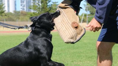 WA Police canine use under scrutiny with majority of dog deployments affecting Indigenous Australians